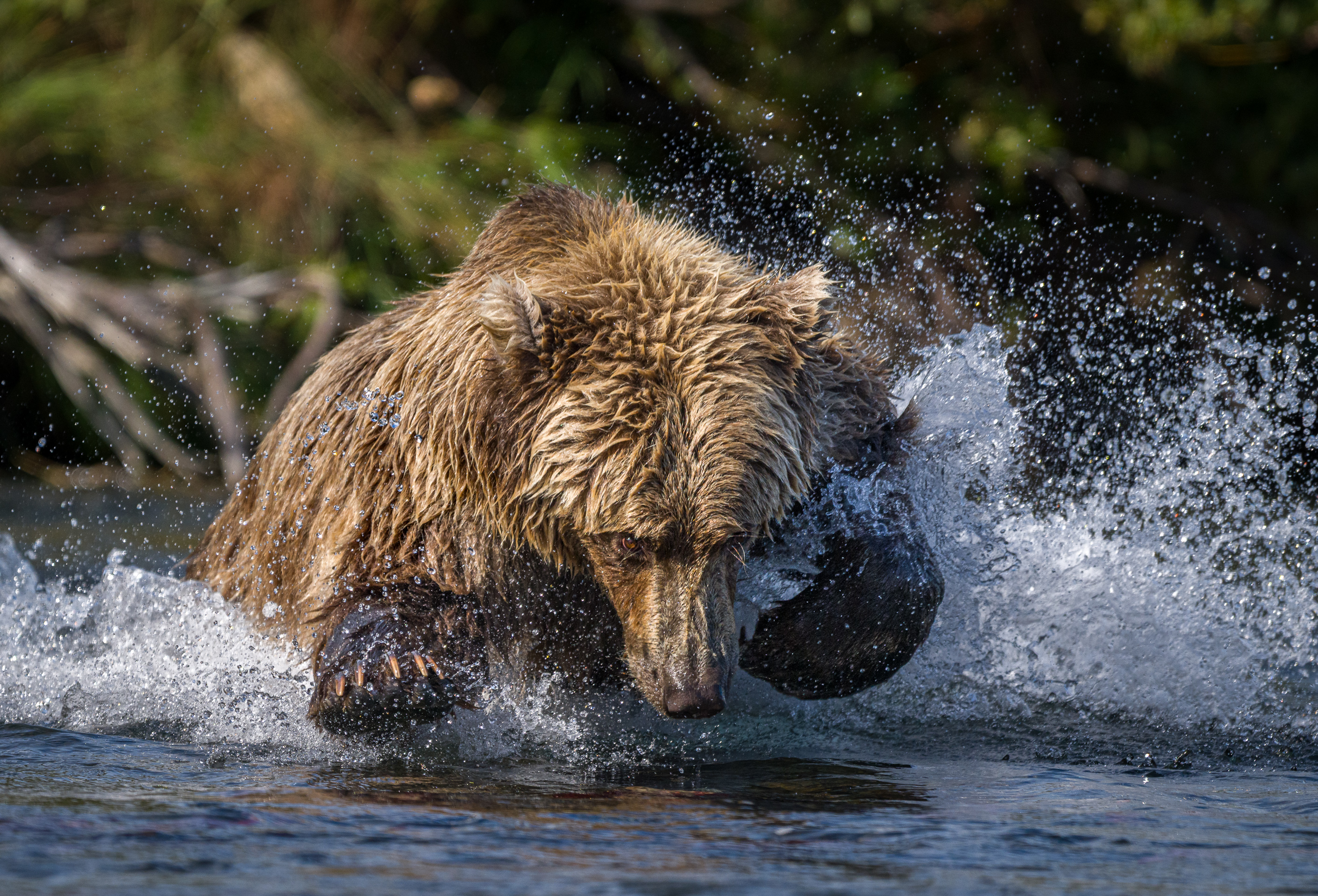 1st PrizeOpen Nature In Class 3 By John Hoyt For Salmon Fishing OCT-2025.jpg